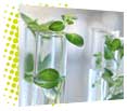 green chemistry: sovants verts
