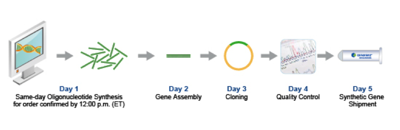 Gene synthesis