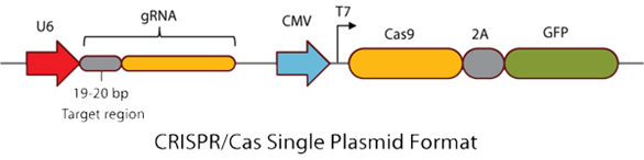 Cas9