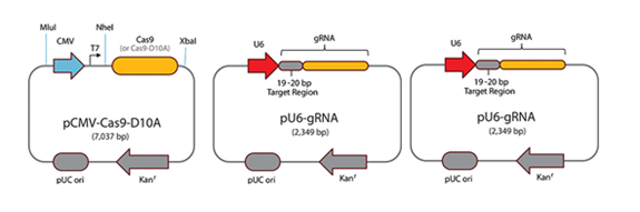 Cas9 D10A