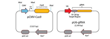 Cas9 double vecteurs